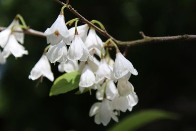 Halesia carolina - halézie karolínská - květy (3)